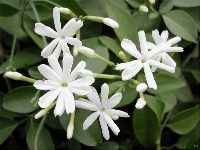 (жасмин, jasminum, описание, уход, посадка) Жасмин (Jasminum): описание и уход, посадка в грунт, использование в ландшафтном дизайне