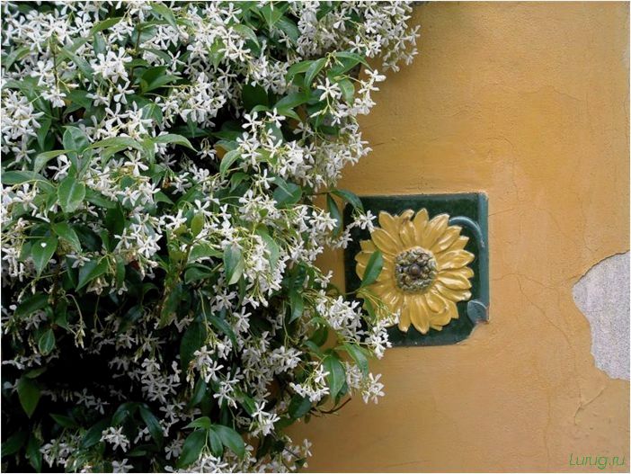 (жасмин, jasminum, описание, уход, посадка) Жасмин (Jasminum): описание и уход, посадка в грунт, использование в ландшафтном дизайне