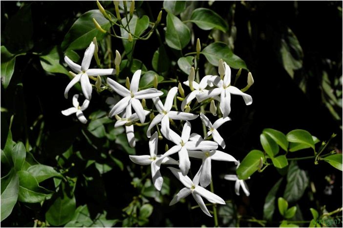 (жасмин, jasminum, описание, уход, посадка) Жасмин (Jasminum): описание и уход, посадка в грунт, использование в ландшафтном дизайне