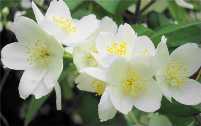 (жасмин, jasminum, описание, уход, посадка) Жасмин (Jasminum): описание и уход, посадка в грунт, использование в ландшафтном дизайне