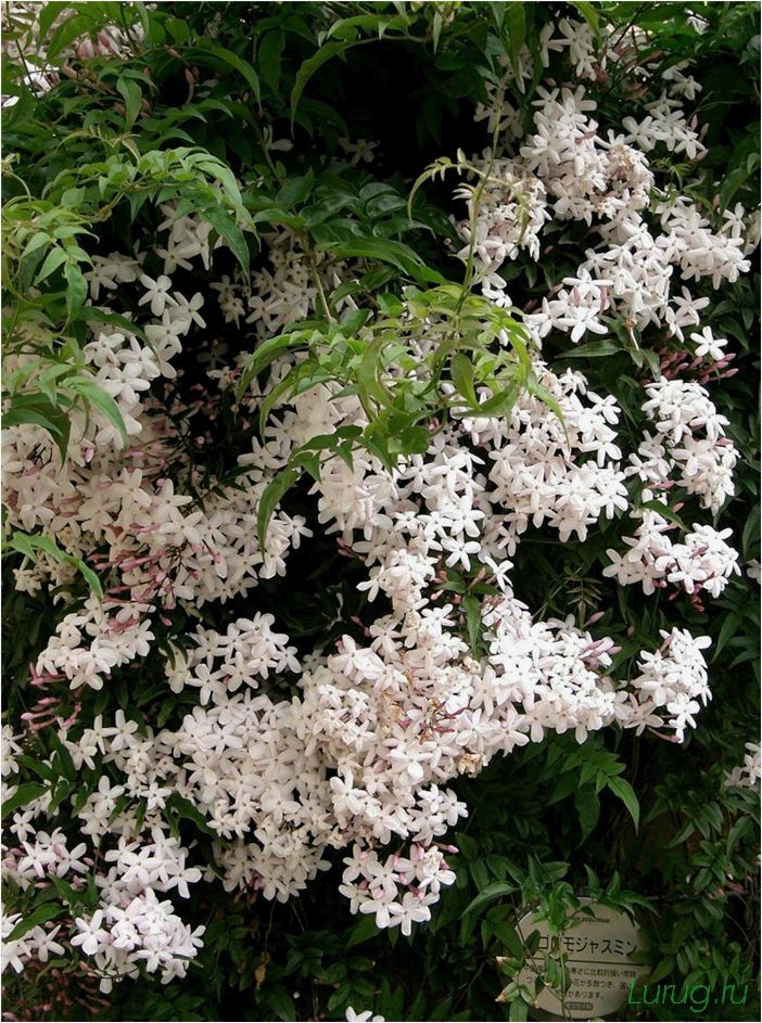 (жасмин, jasminum, описание, уход, посадка) Жасмин (Jasminum): описание и уход, посадка в грунт, использование в ландшафтном дизайне