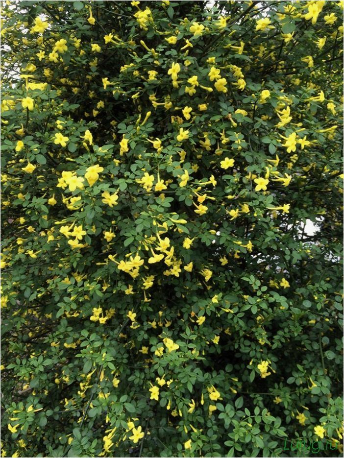 (жасмин, jasminum, описание, уход, посадка) Жасмин (Jasminum): описание и уход, посадка в грунт, использование в ландшафтном дизайне