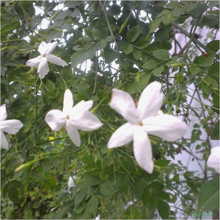 (жасмин, jasminum, описание, уход, посадка) Жасмин (Jasminum): описание и уход, посадка в грунт, использование в ландшафтном дизайне