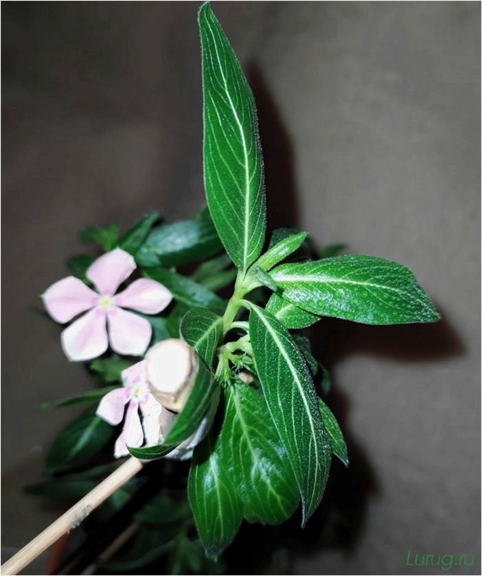 (жасмин, jasminum, описание, уход, посадка) Жасмин (Jasminum): описание и уход, посадка в грунт, использование в ландшафтном дизайне