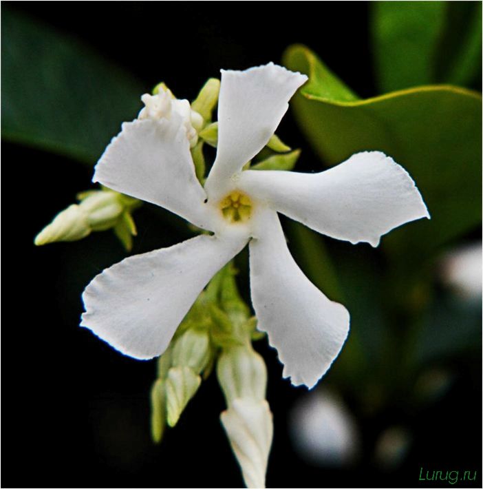 (жасмин, jasminum, описание, уход, посадка) Жасмин (Jasminum): описание и уход, посадка в грунт, использование в ландшафтном дизайне