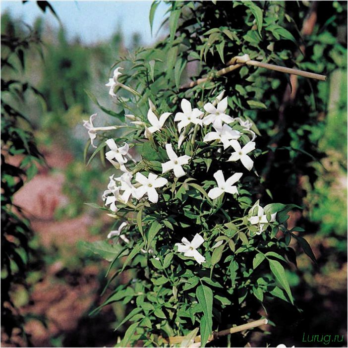 (жасмин, jasminum, описание, уход, посадка) Жасмин (Jasminum): описание и уход, посадка в грунт, использование в ландшафтном дизайне