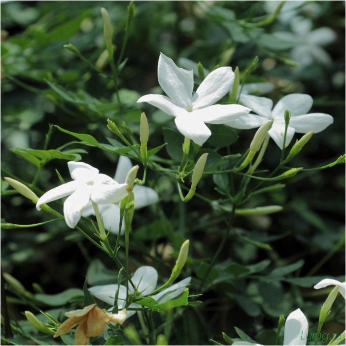 (жасмин, jasminum, описание, уход, посадка) Жасмин (Jasminum): описание и уход, посадка в грунт, использование в ландшафтном дизайне