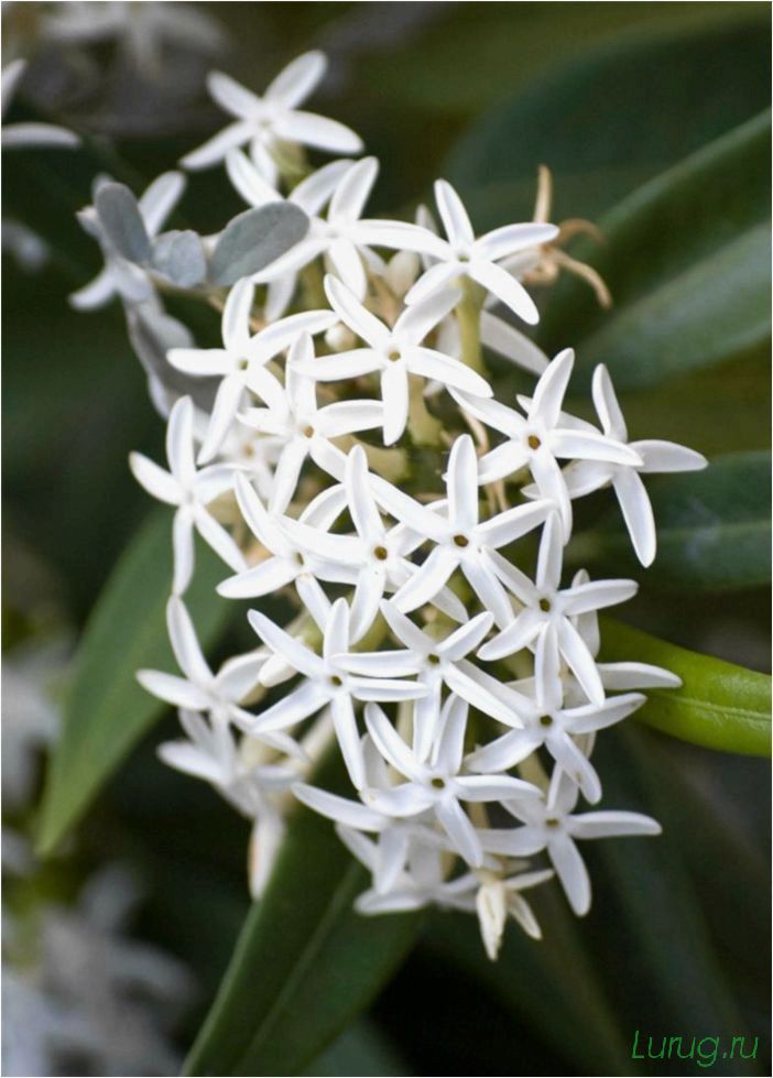 (жасмин, jasminum, описание, уход, посадка) Жасмин (Jasminum): описание и уход, посадка в грунт, использование в ландшафтном дизайне