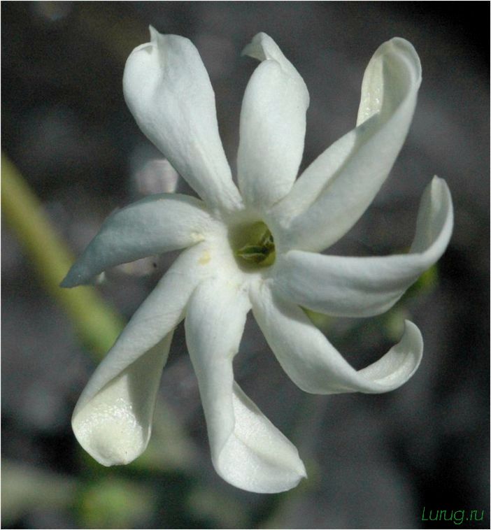 (жасмин, jasminum, описание, уход, посадка) Жасмин (Jasminum): описание и уход, посадка в грунт, использование в ландшафтном дизайне
