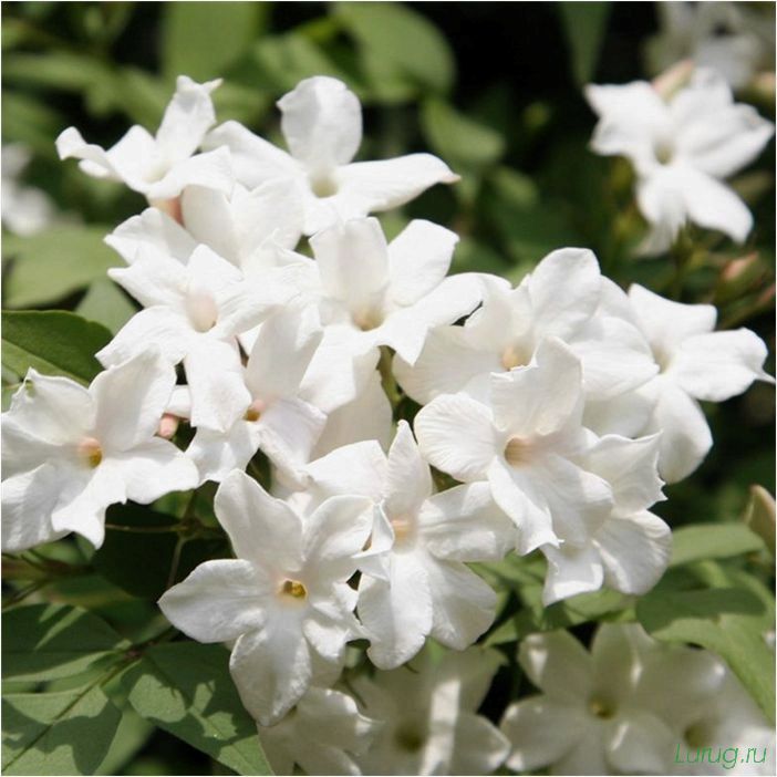 (жасмин, jasminum, описание, уход, посадка) Жасмин (Jasminum): описание и уход, посадка в грунт, использование в ландшафтном дизайне