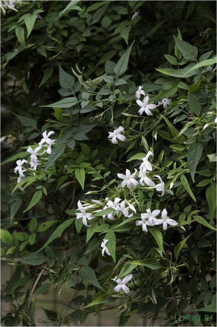 (жасмин, jasminum, описание, уход, посадка) Жасмин (Jasminum): описание и уход, посадка в грунт, использование в ландшафтном дизайне