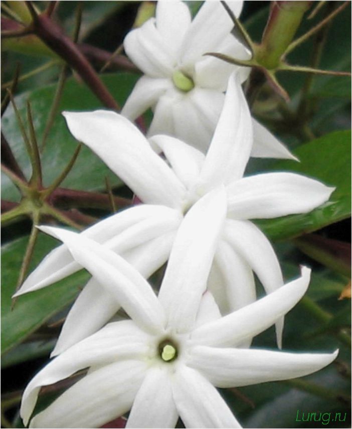 (жасмин, jasminum, описание, уход, посадка) Жасмин (Jasminum): описание и уход, посадка в грунт, использование в ландшафтном дизайне