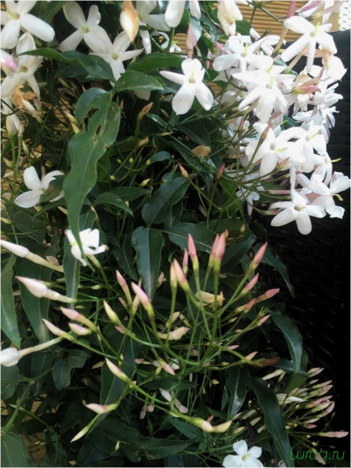(жасмин, jasminum, описание, уход, посадка) Жасмин (Jasminum): описание и уход, посадка в грунт, использование в ландшафтном дизайне