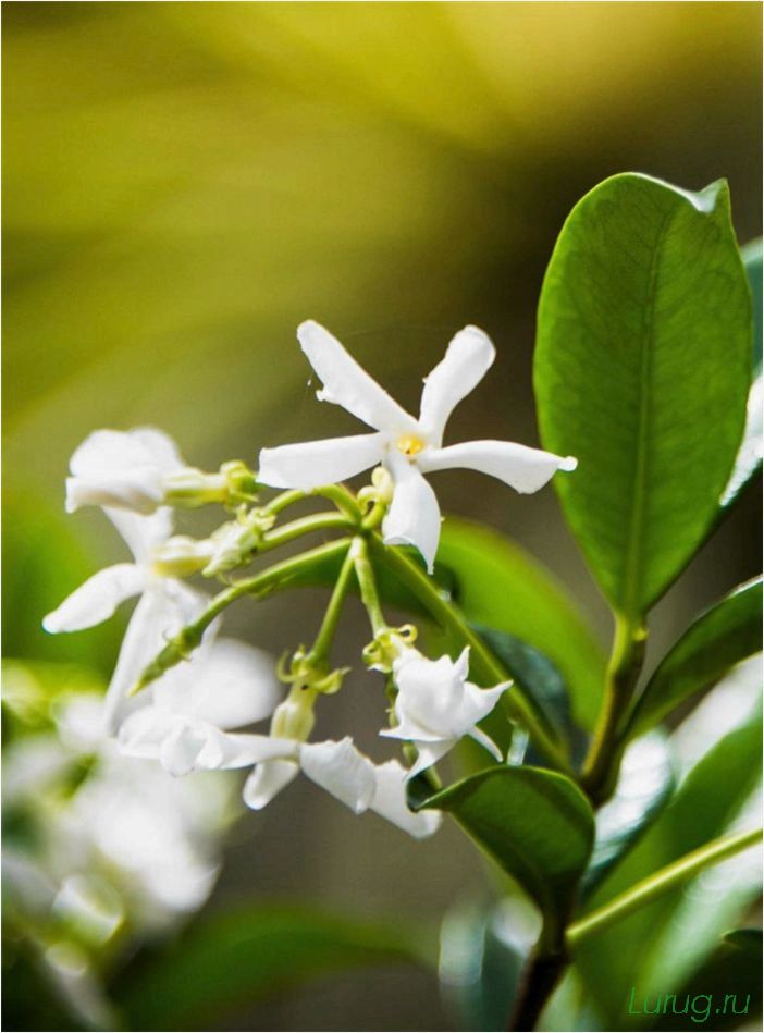 (жасмин, jasminum, описание, уход, посадка) Жасмин (Jasminum): описание и уход, посадка в грунт, использование в ландшафтном дизайне