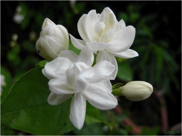 (жасмин, jasminum, описание, уход, посадка) Жасмин (Jasminum): описание и уход, посадка в грунт, использование в ландшафтном дизайне