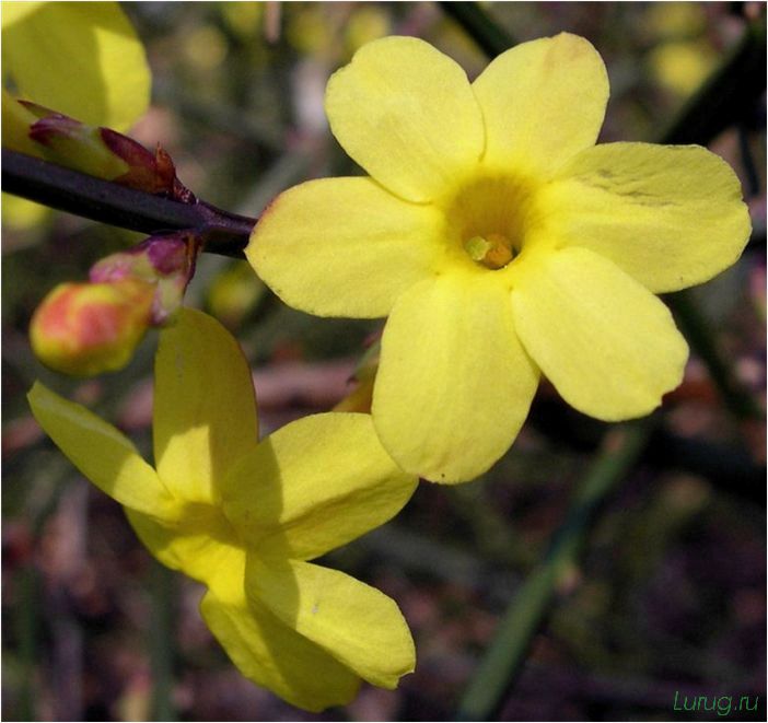 (жасмин, jasminum, описание, уход, посадка) Жасмин (Jasminum): описание и уход, посадка в грунт, использование в ландшафтном дизайне