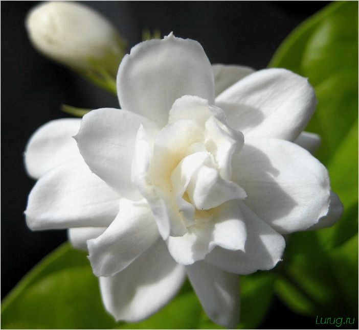 (жасмин, jasminum, описание, уход, посадка) Жасмин (Jasminum): описание и уход, посадка в грунт, использование в ландшафтном дизайне