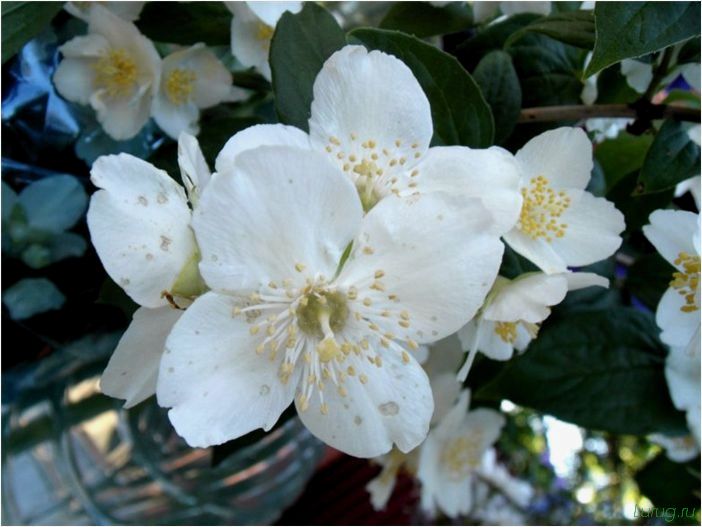 (жасмин, jasminum, описание, уход, посадка) Жасмин (Jasminum): описание и уход, посадка в грунт, использование в ландшафтном дизайне