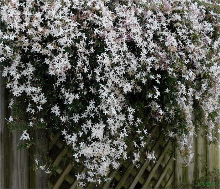(жасмин, jasminum, описание, уход, посадка) Жасмин (Jasminum): описание и уход, посадка в грунт, использование в ландшафтном дизайне