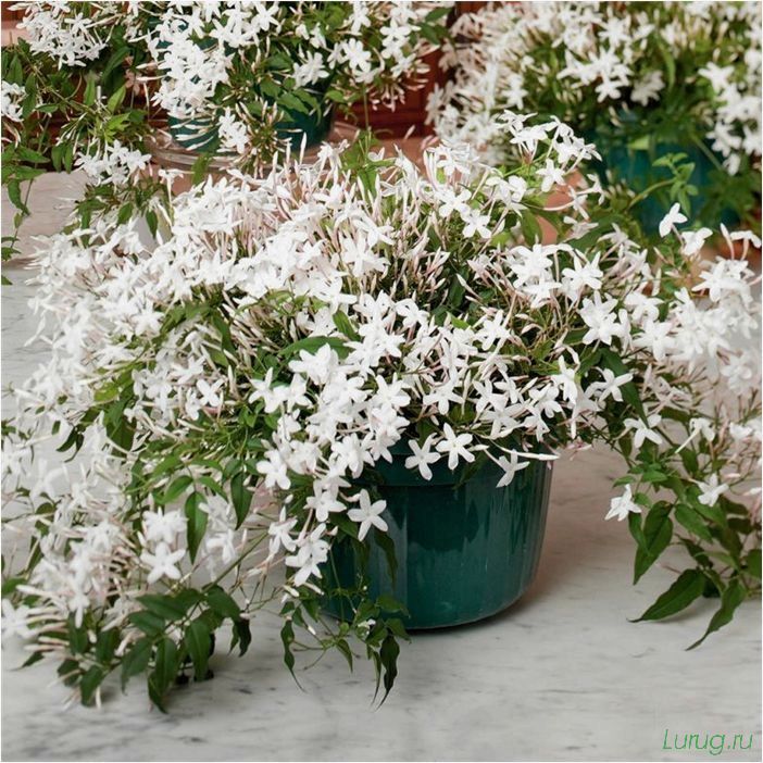 (жасмин, jasminum, описание, уход, посадка) Жасмин (Jasminum): описание и уход, посадка в грунт, использование в ландшафтном дизайне