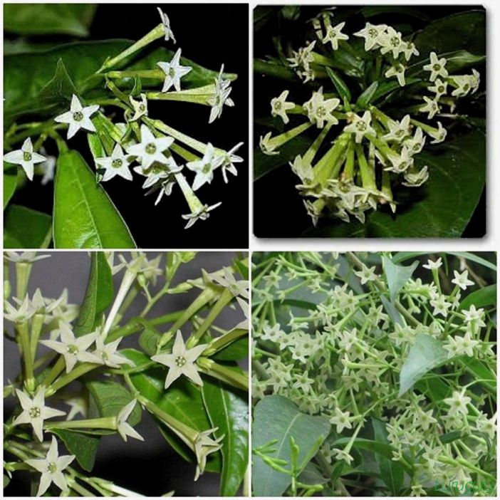 (жасмин, jasminum, описание, уход, посадка) Жасмин (Jasminum): описание и уход, посадка в грунт, использование в ландшафтном дизайне