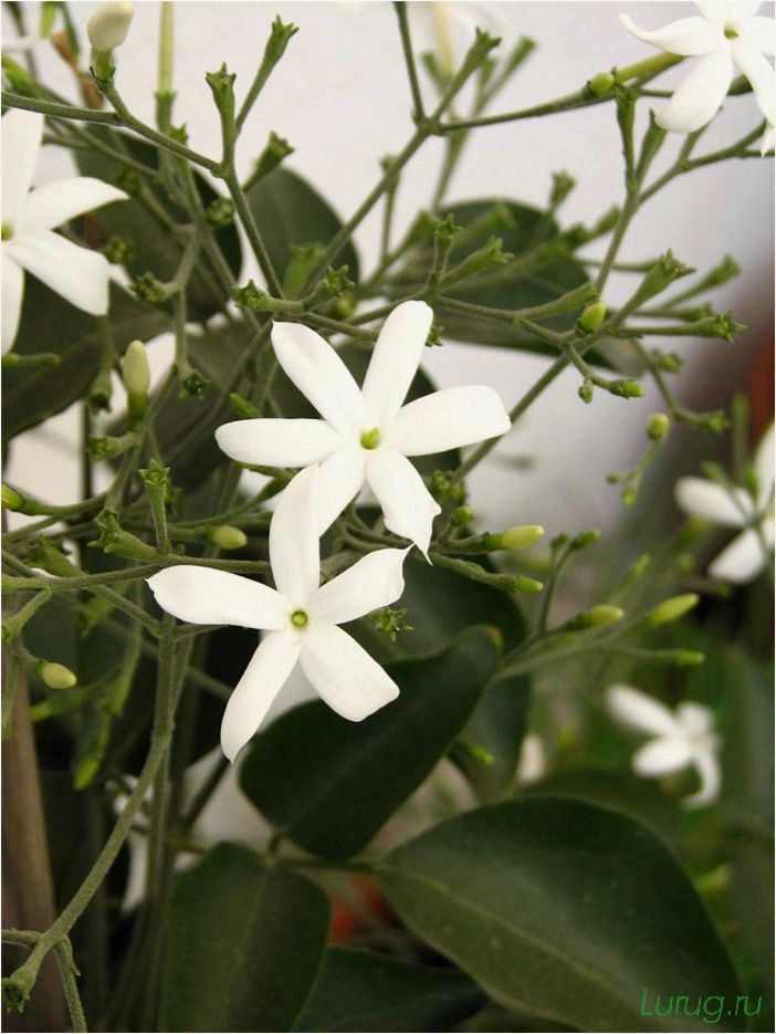 (жасмин, jasminum, описание, уход, посадка) Жасмин (Jasminum): описание и уход, посадка в грунт, использование в ландшафтном дизайне