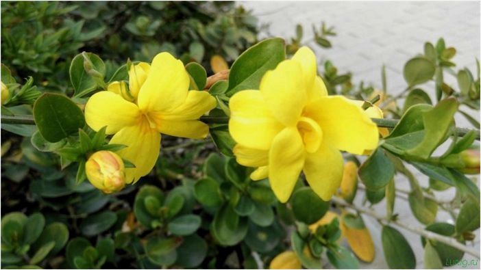 (жасмин, jasminum, описание, уход, посадка) Жасмин (Jasminum): описание и уход, посадка в грунт, использование в ландшафтном дизайне