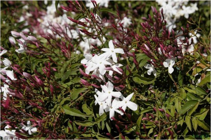 (жасмин, jasminum, описание, уход, посадка) Жасмин (Jasminum): описание и уход, посадка в грунт, использование в ландшафтном дизайне