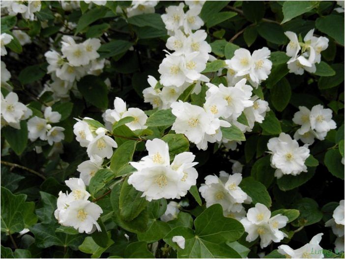 (жасмин, jasminum, описание, уход, посадка) Жасмин (Jasminum): описание и уход, посадка в грунт, использование в ландшафтном дизайне
