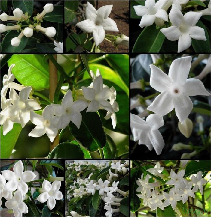 (жасмин, jasminum, описание, уход, посадка) Жасмин (Jasminum): описание и уход, посадка в грунт, использование в ландшафтном дизайне