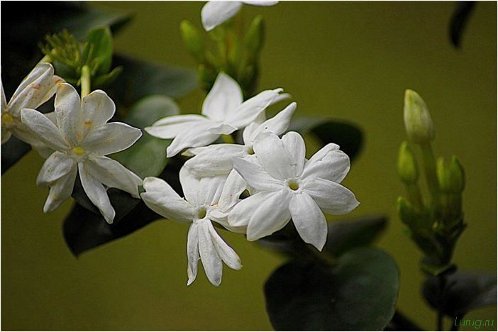 (жасмин, jasminum, описание, уход, посадка) Жасмин (Jasminum): описание и уход, посадка в грунт, использование в ландшафтном дизайне