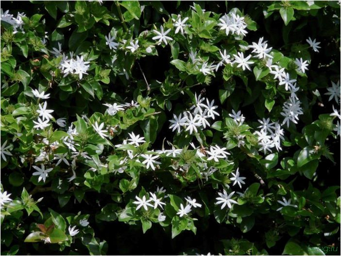 (жасмин, jasminum, описание, уход, посадка) Жасмин (Jasminum): описание и уход, посадка в грунт, использование в ландшафтном дизайне
