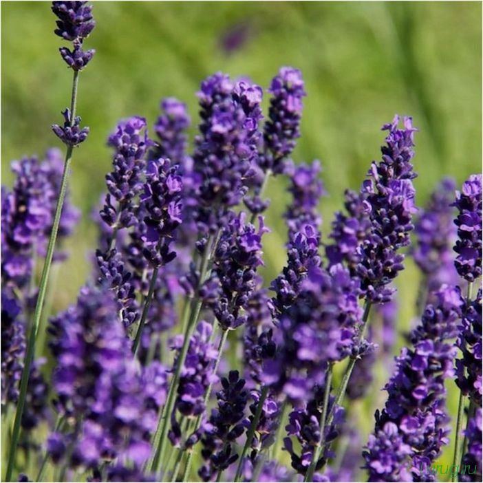 (лаванда, выращивать, садовом, участке, болезни, вредители) Лаванда: как и где выращивать на садовом участке, болезни и вредители, посадка, уход, размножение семенами