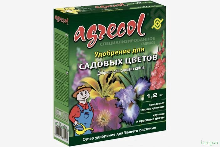 (сальпиглоссис, сажать, рассаду, сорта, виды) Сальпиглоссис: когда сажать на рассаду, сорта и виды, посадка, размножение, характеристика, уход в открытом грунте