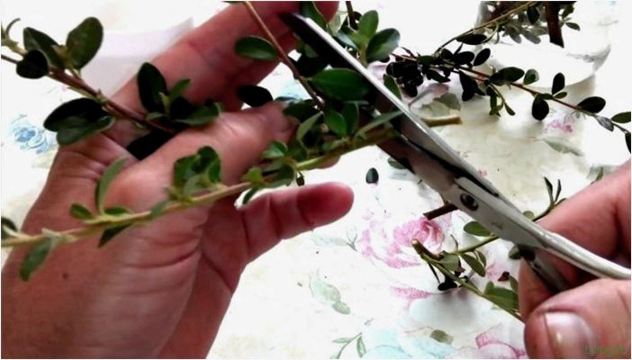 (ясколка, посадить, вырастить, дачном, участке) Ясколка: как посадить и вырастить на дачном участке? Сорта и виды, уход в открытом грунте, выращивание из семян и схемы посадки