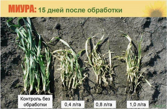 Лучшее средство от сорняков: какой препарат самый эффективный, простые химические средства борьбы