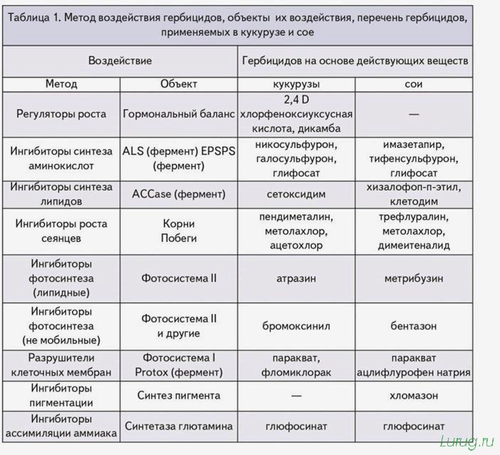 Лучшее средство от сорняков: какой препарат самый эффективный, простые химические средства борьбы