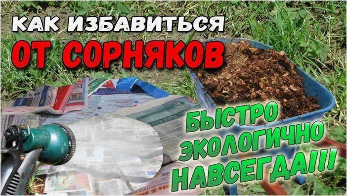 Лучшее средство от сорняков: какой препарат самый эффективный, простые химические средства борьбы