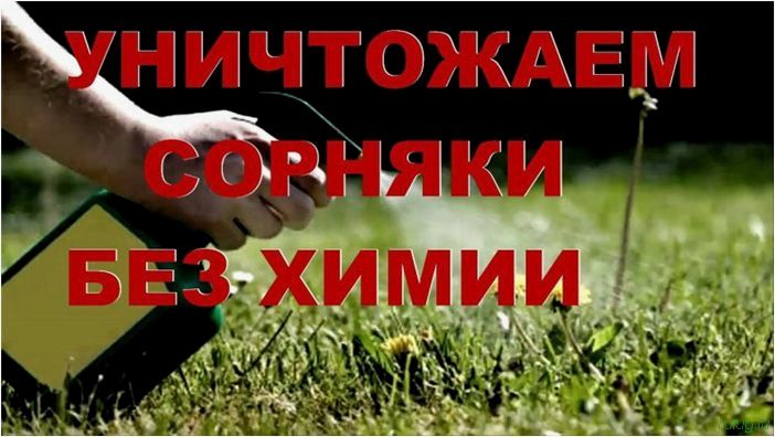 Лучшее средство от сорняков: какой препарат самый эффективный, простые химические средства борьбы