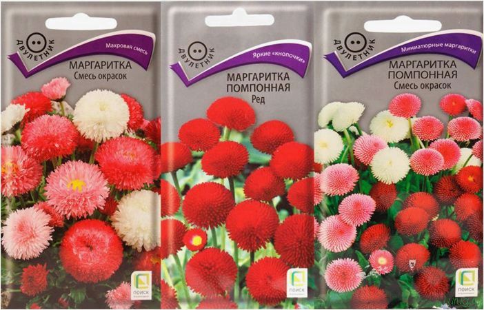 (маргаритка, многолетняя, популярные, сорта, выращивание, подкормка) Маргаритка многолетняя — популярные сорта, выращивание, подкормка, полив, размножение