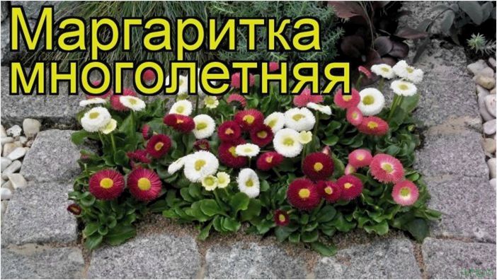 (маргаритка, многолетняя, популярные, сорта, выращивание, подкормка) Маргаритка многолетняя — популярные сорта, выращивание, подкормка, полив, размножение