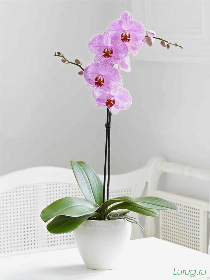 (орхидея, цветет, виды, сорта, фото) Орхидея: когда цветет, виды и сорта, фото цветка, чем поливать, чтобы росла быстро, уход и посадка