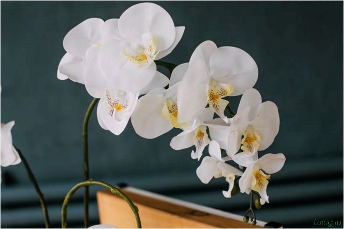 (орхидея, цветет, виды, сорта, фото) Орхидея: когда цветет, виды и сорта, фото цветка, чем поливать, чтобы росла быстро, уход и посадка