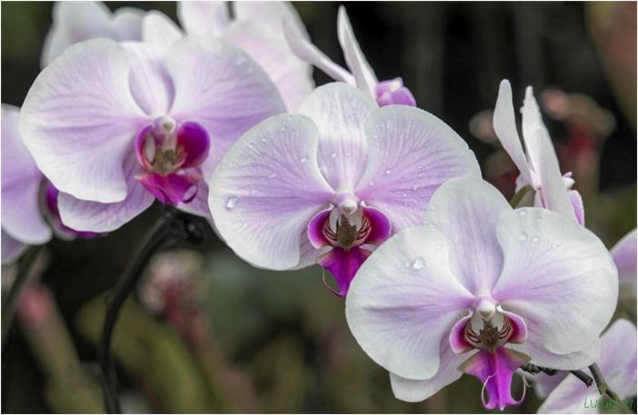 (орхидея, цветет, виды, сорта, фото) Орхидея: когда цветет, виды и сорта, фото цветка, чем поливать, чтобы росла быстро, уход и посадка