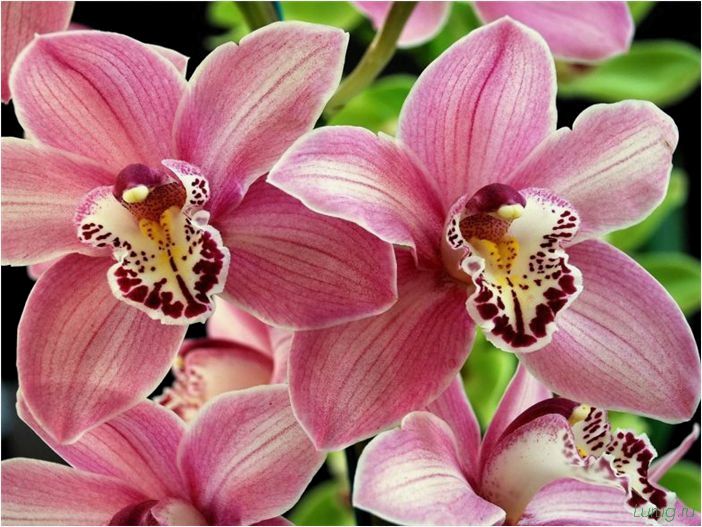 (орхидея, цветет, виды, сорта, фото) Орхидея: когда цветет, виды и сорта, фото цветка, чем поливать, чтобы росла быстро, уход и посадка