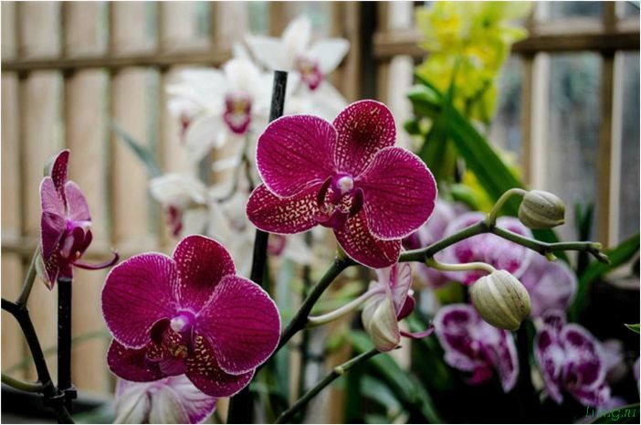 (орхидея, цветет, виды, сорта, фото) Орхидея: когда цветет, виды и сорта, фото цветка, чем поливать, чтобы росла быстро, уход и посадка