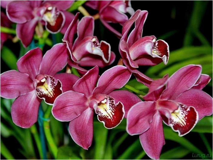 (орхидея, цветет, виды, сорта, фото) Орхидея: когда цветет, виды и сорта, фото цветка, чем поливать, чтобы росла быстро, уход и посадка