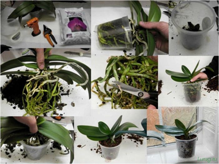 (орхидея, цветет, виды, сорта, фото) Орхидея: когда цветет, виды и сорта, фото цветка, чем поливать, чтобы росла быстро, уход и посадка