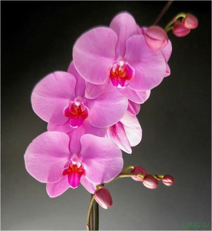 (орхидея, цветет, виды, сорта, фото) Орхидея: когда цветет, виды и сорта, фото цветка, чем поливать, чтобы росла быстро, уход и посадка