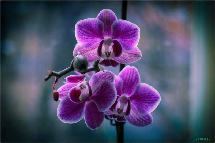 (орхидея, цветет, виды, сорта, фото) Орхидея: когда цветет, виды и сорта, фото цветка, чем поливать, чтобы росла быстро, уход и посадка